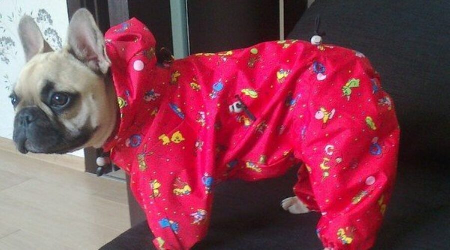Одежда для французского бульдога своими руками?