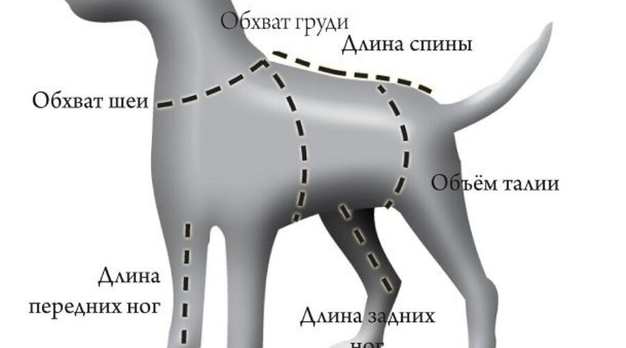 Каким собакам нужна одежда и как ее правильно выбрать?