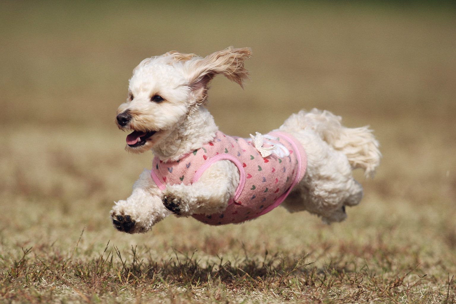 Doxiepoo работает