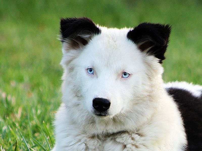 Якутская лайка белая