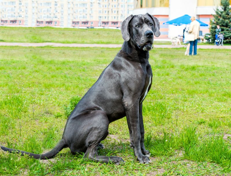 Датские доги прекрасны