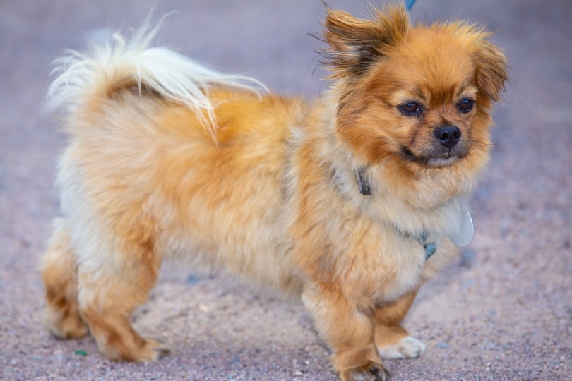 affenpinscher_Blick_Shutterstock