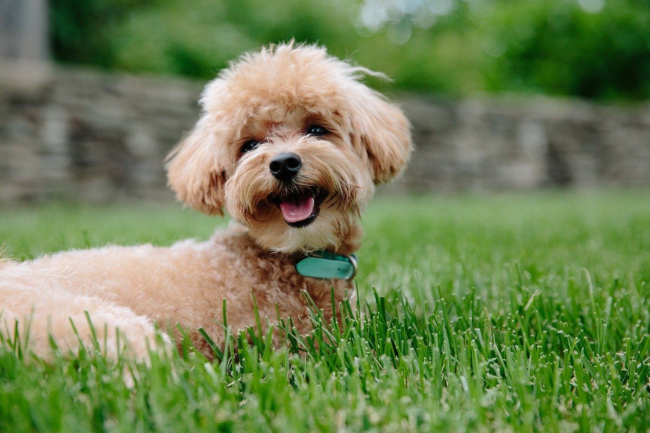 Poodle_Pixabay