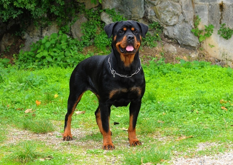 ротвейлер-standing_Ricantimages_Shutterstock